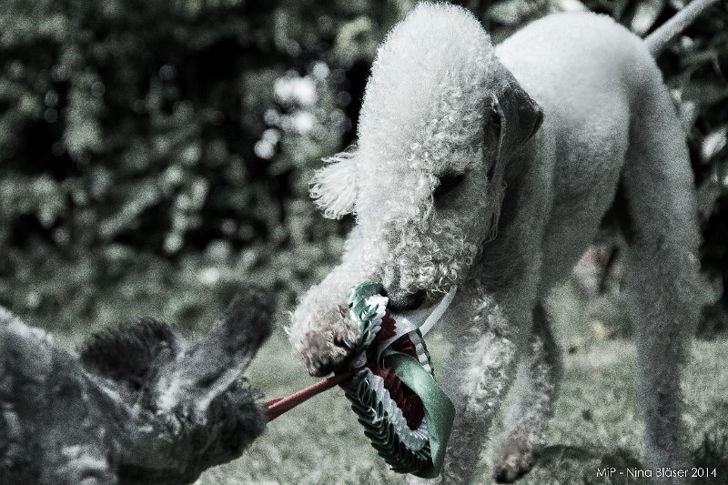 Quincy-7849.jpg - 11 Wochen / 11 weeks Playing with Svet and a rossette.